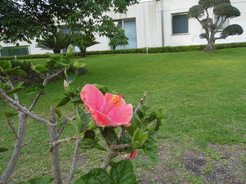 Fiore Dell'Etna Daire Santa Venerina Dış mekan fotoğraf